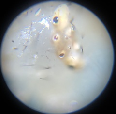 Thomisidae
