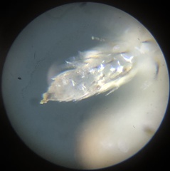 Thomisidae