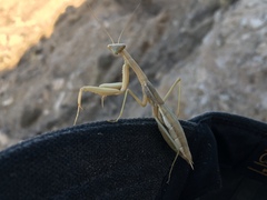 Coptopteryx argentina