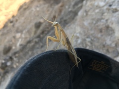 Coptopteryx argentina