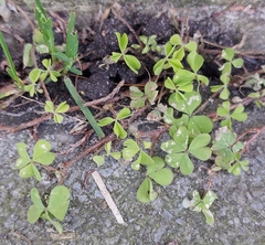 Oxalis corniculata