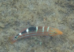 Halichoeres radiatus