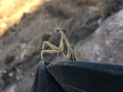 Coptopteryx argentina