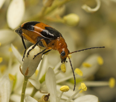 Aulacophora hilaris