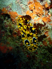 Phyllidia ocellata