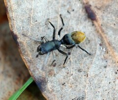 Myrmarachnini