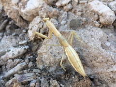 Coptopteryx argentina
