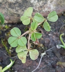 Trifolium dubium