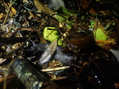 Powelliphanta traversi