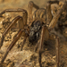 Prowling Spiders - Photo (c) tjeales, some rights reserved (CC BY-SA), uploaded by tjeales