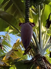 Musa × paradisiaca