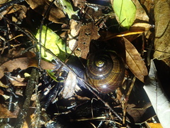 Powelliphanta traversi