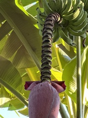 Musa × paradisiaca