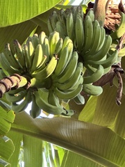 Musa × paradisiaca