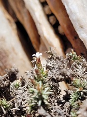 Amphiglossa