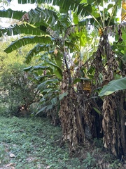 Musa × paradisiaca