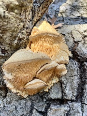 Irpiciporus