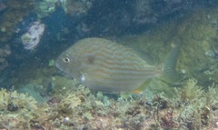 Archosargus rhomboidalis