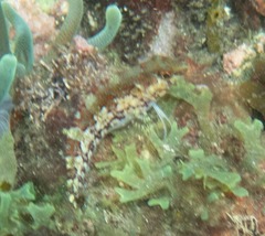 Malacoctenus triangulatus