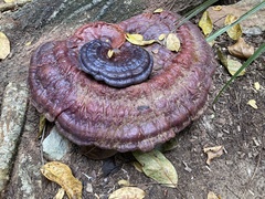 Ganoderma martinicense