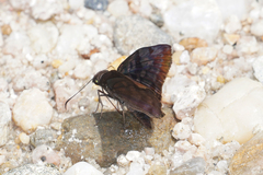 Ebrietas badia