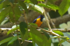 Euphonia rufiventris