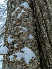 Stereum sanguinolentum