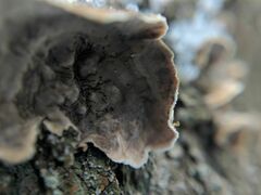 Stereum sanguinolentum