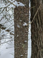 Stereum sanguinolentum