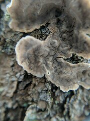 Stereum sanguinolentum