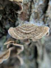 Stereum sanguinolentum