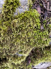 Homalothecium fulgescens