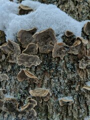 Stereum sanguinolentum