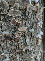 Stereum sanguinolentum