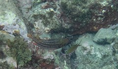 Neoniphon vexillarium