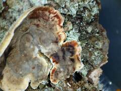 Stereum sanguinolentum