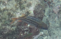 Neoniphon vexillarium