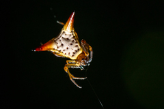 Micrathena bimucronata