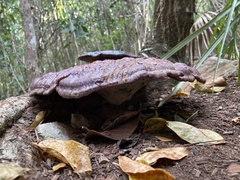 Ganoderma martinicense