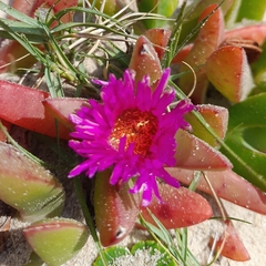 Carpobrotus glaucescens
