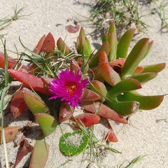 Carpobrotus glaucescens