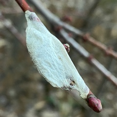 Callosamia promethea