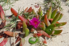 Carpobrotus glaucescens