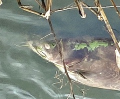 Siluriformes