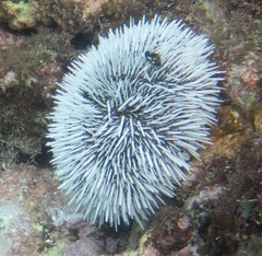 Tripneustes ventricosus