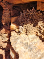 Conophytum stephanii stephanii