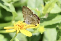 Catopyrops florinda