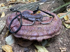 Ganoderma martinicense