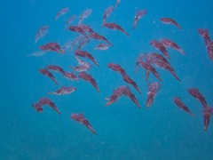 Sepioteuthis sepioidea