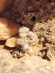 Conophytum stephanii stephanii